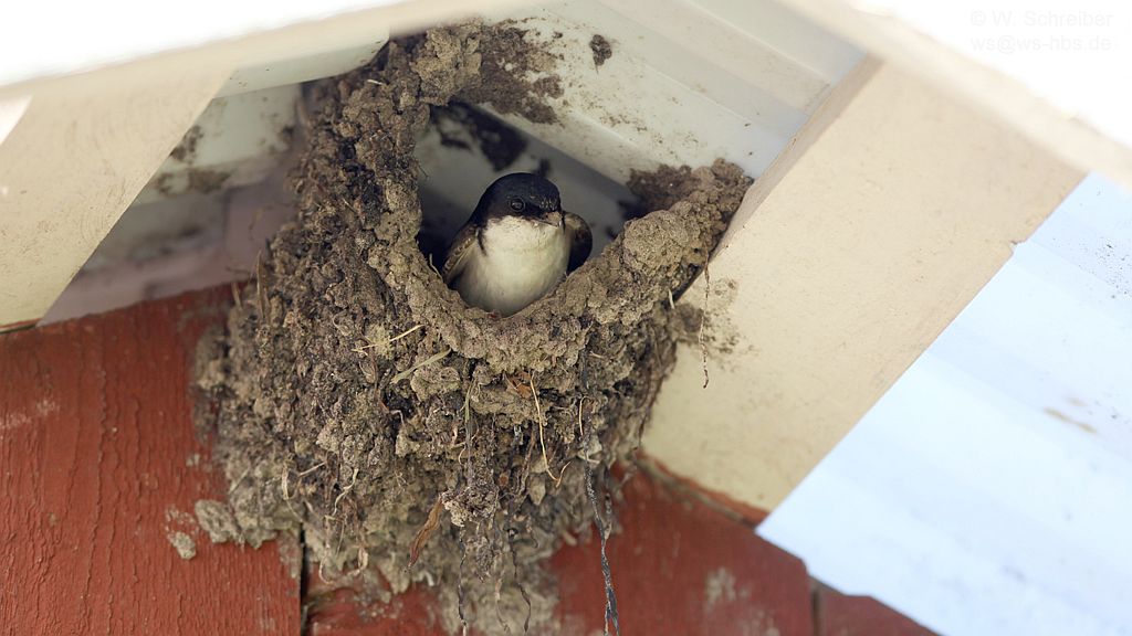090629-2188 - Mehlschwalbe im Nest